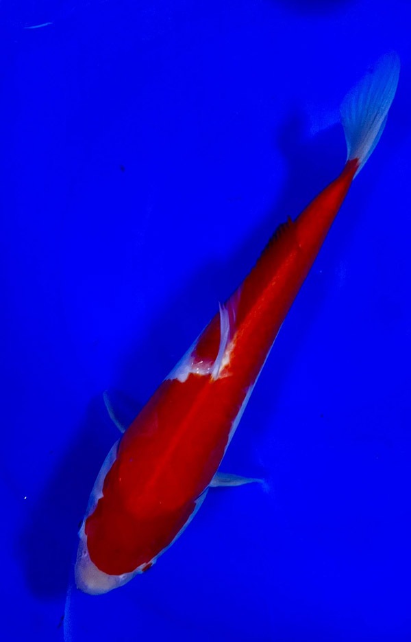 Kohaku (40 cm)