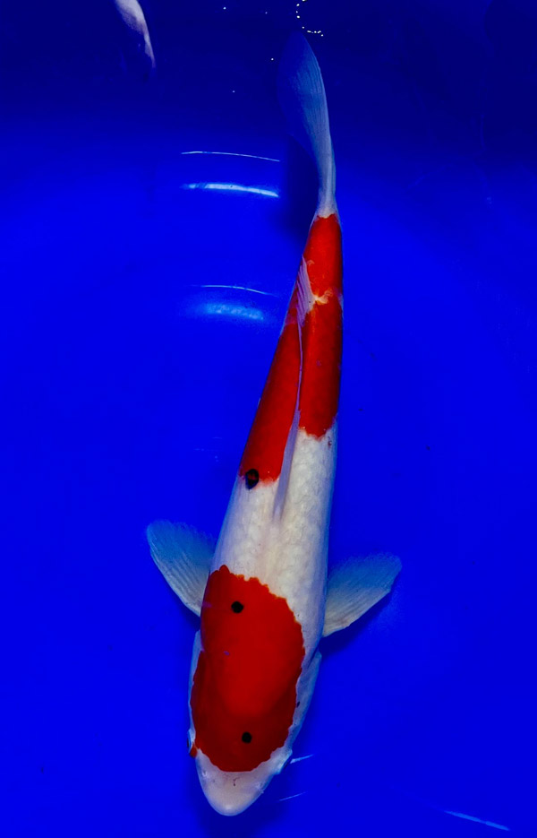 Kohaku (43 cm)