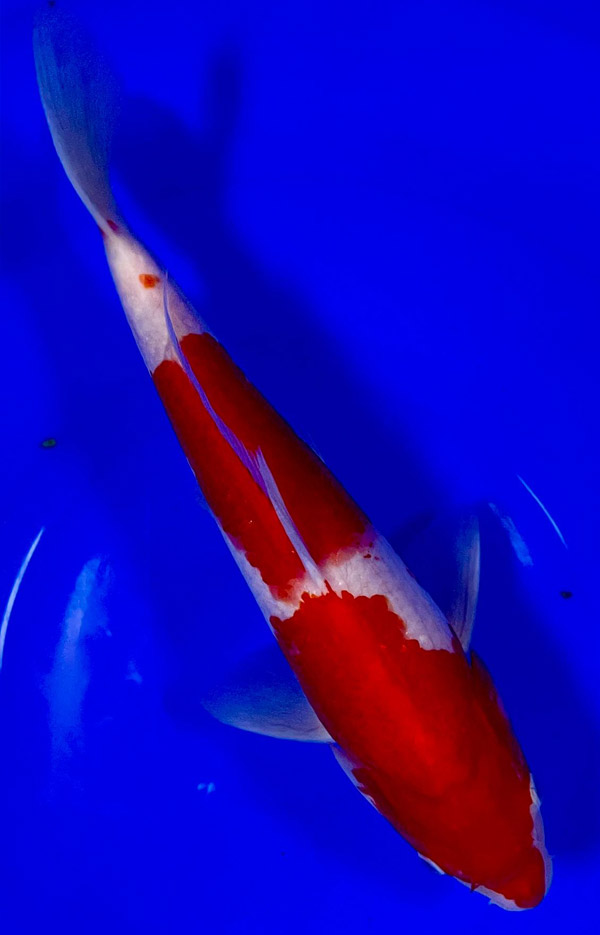 Kohaku 2 Step (34 cm)