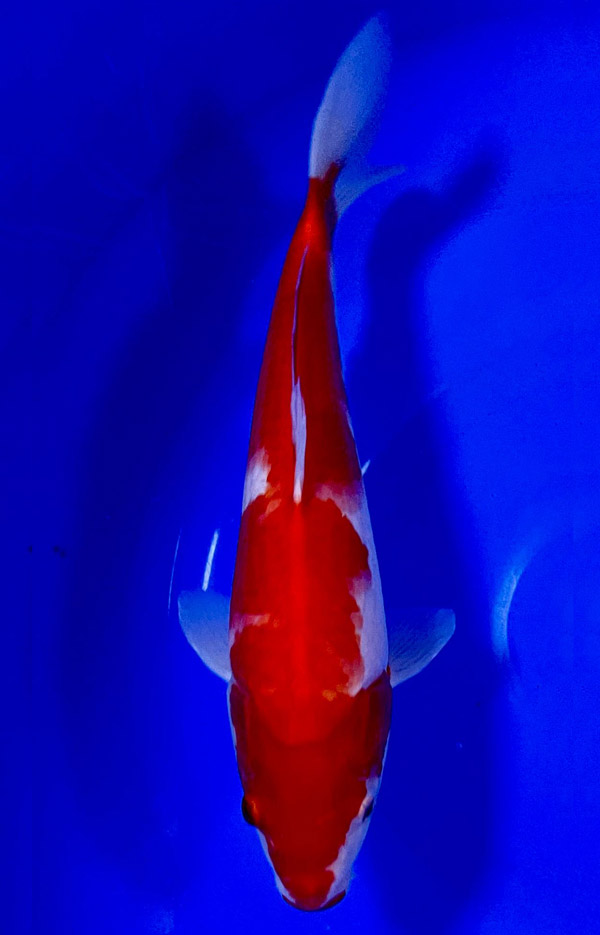 Kohaku (32 cm)