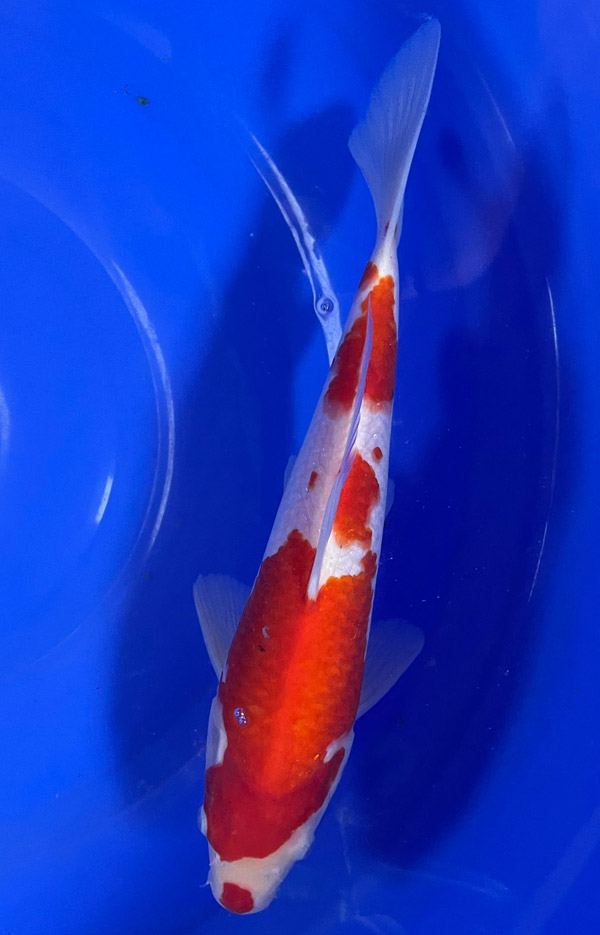 Kohaku (35 cm)